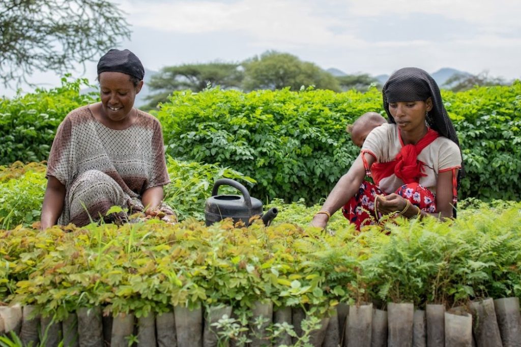 Women restoring degraded lands in Fentale, Oromia Region